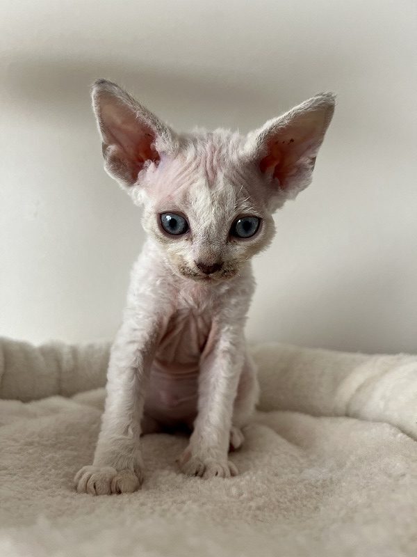 恥ずかしがり屋メスデボンレックス