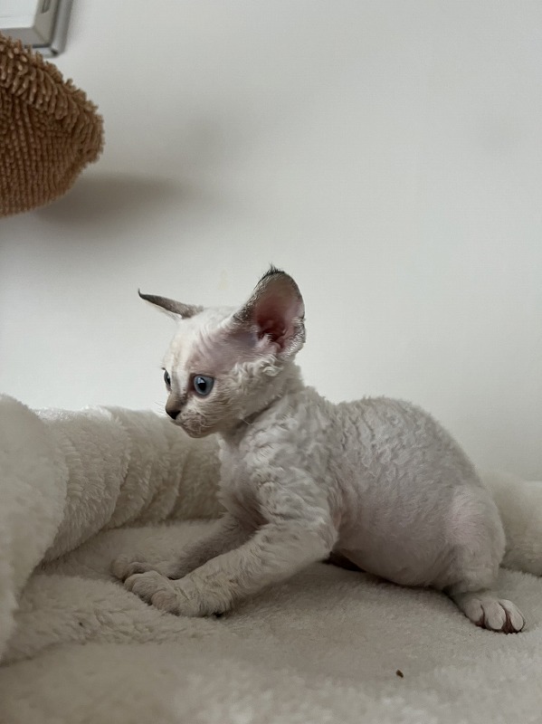 恥ずかしがり屋メスデボンレックス