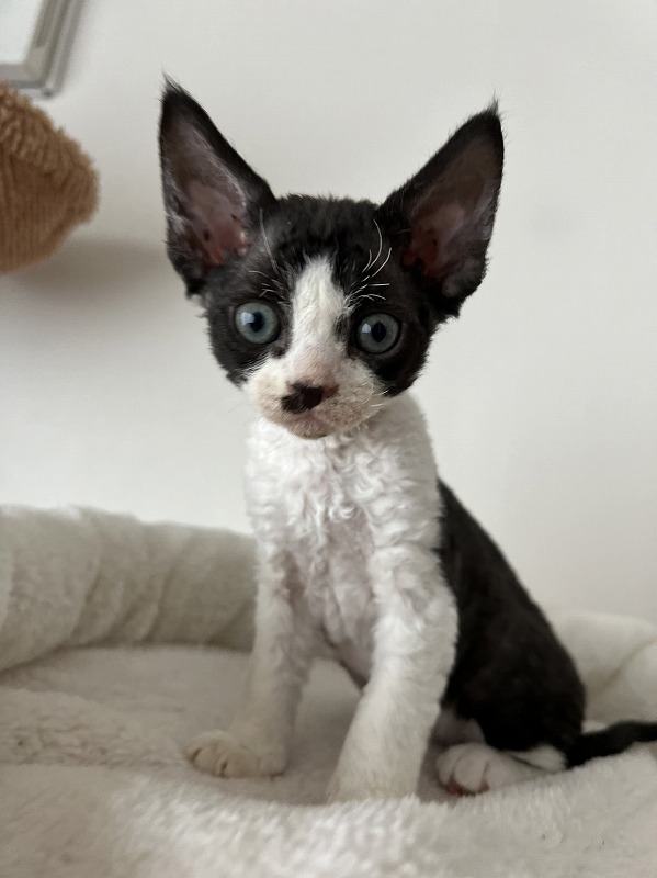 しっかり者のお兄さん猫