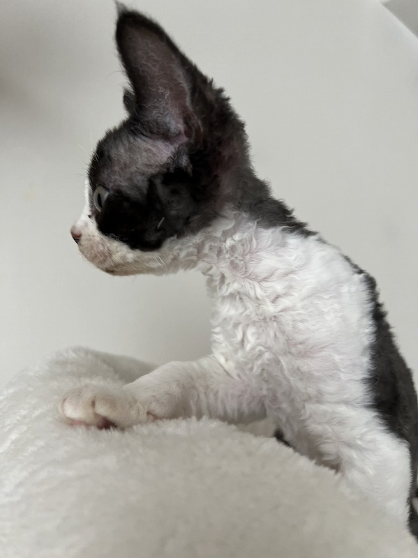 しっかり者のお兄さん猫