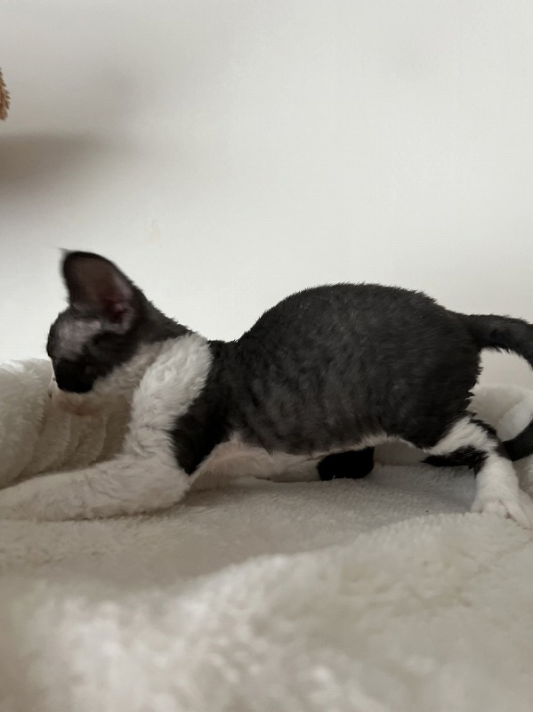 しっかり者のお兄さん猫