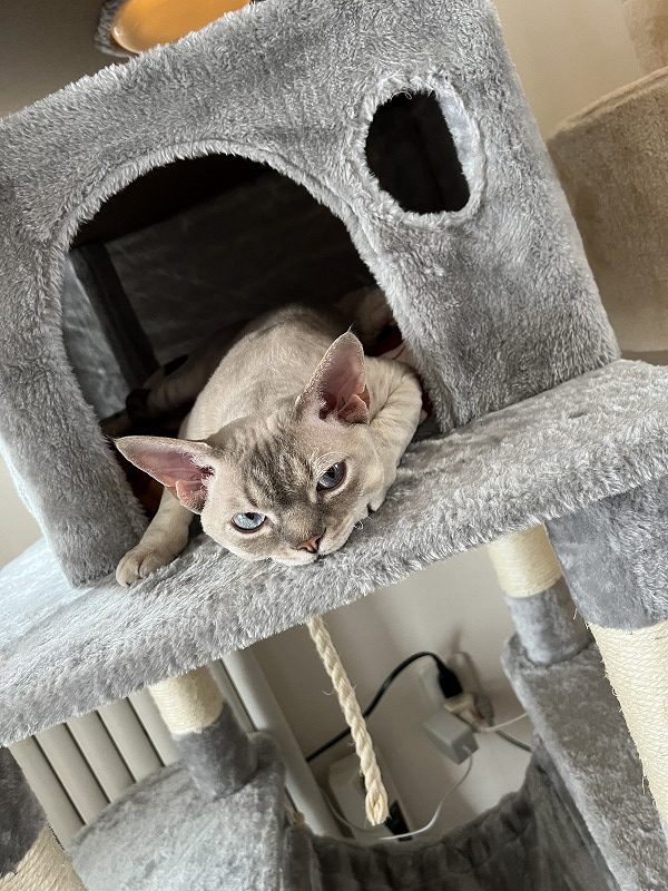 デボンレックスお迎えの準備