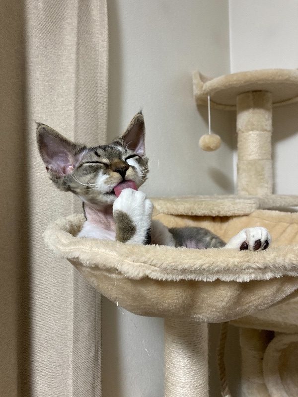 デボンレックス子猫
の見学について