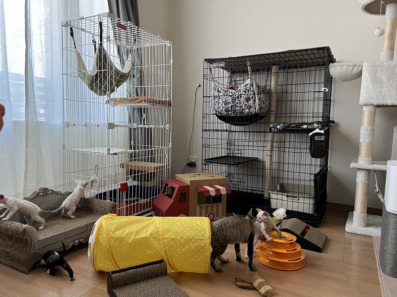 デボンレックス専門店